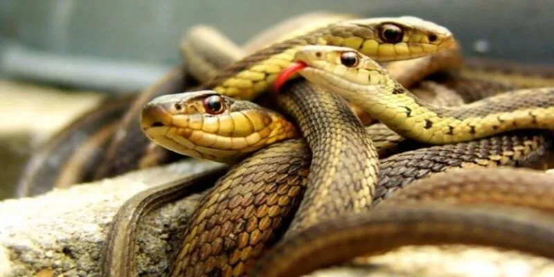 Giải đáp những con số đằng sau giấc mộng rắn cắn