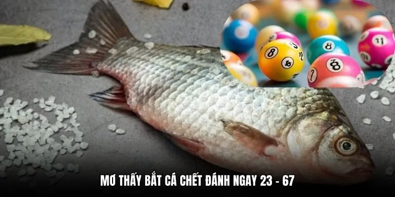 Mơ thấy bắt cá chết đánh ngay 23 - 67