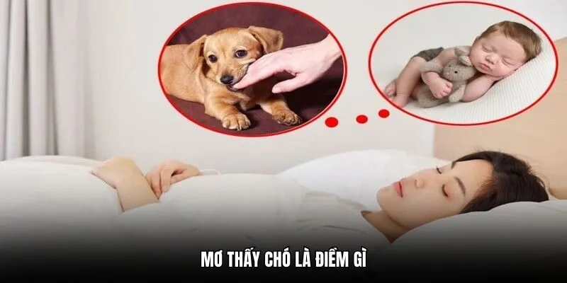 Mơ thấy chó