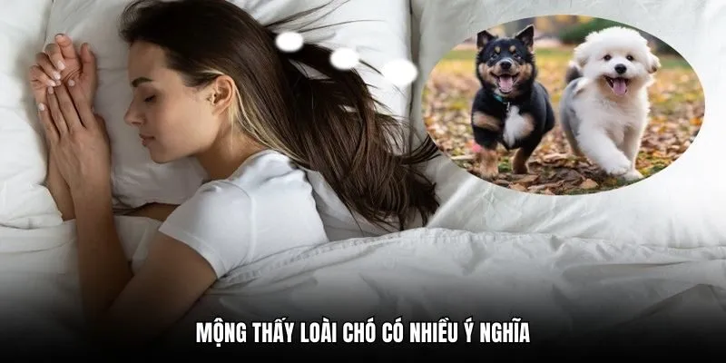 Mộng thấy loài chó có nhiều ý nghĩa